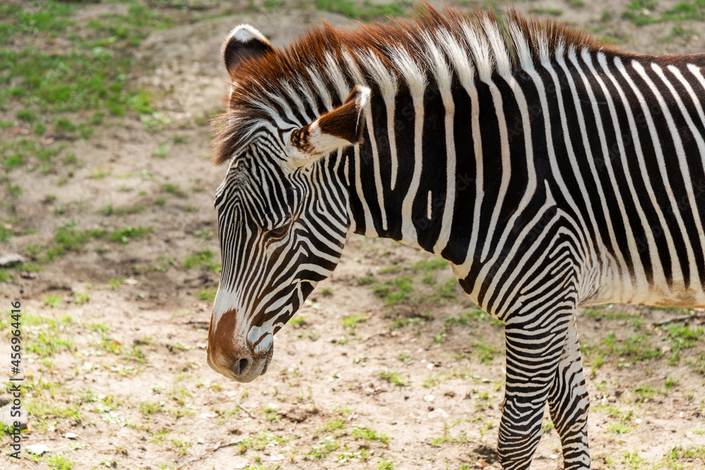 African zebra with white and black stripes in sunny day. African zebra with white and black stripes in sunny day.
