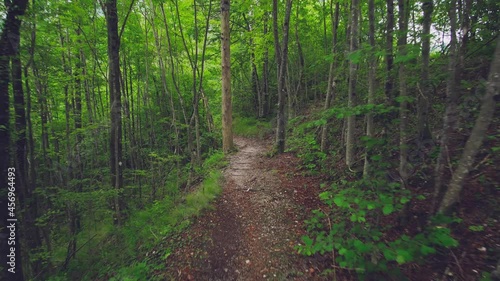 footpath in the forest