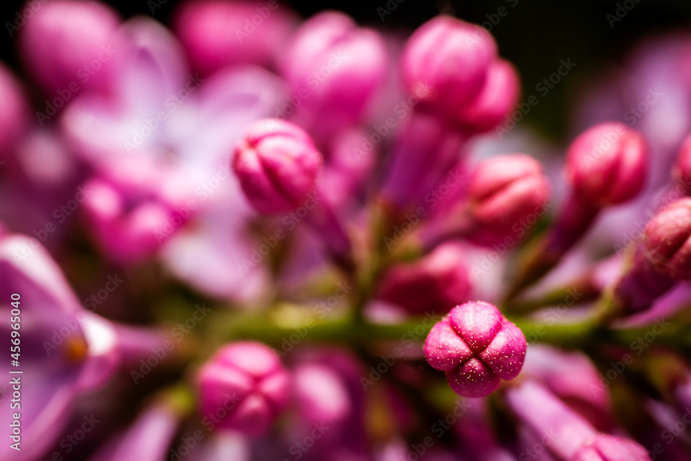 Obraz premium Extreme close up image of lilac blossom