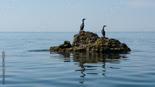 Council of black cormorants on rocks in the sea. Birds on guard, guarding the territory