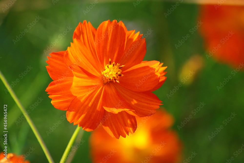 Orange flowers of the sulfur cosmos (Cosmos sulphureus) Orange flowers of the sulfur cosmos (Cosmos sulphureus)