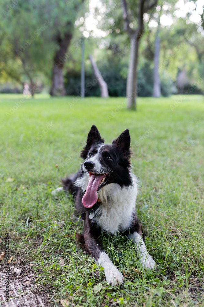 Obedient dog lying on green grass in park Obedient dog lying on green grass in park