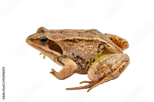 Frog side view isolated on white closeup.