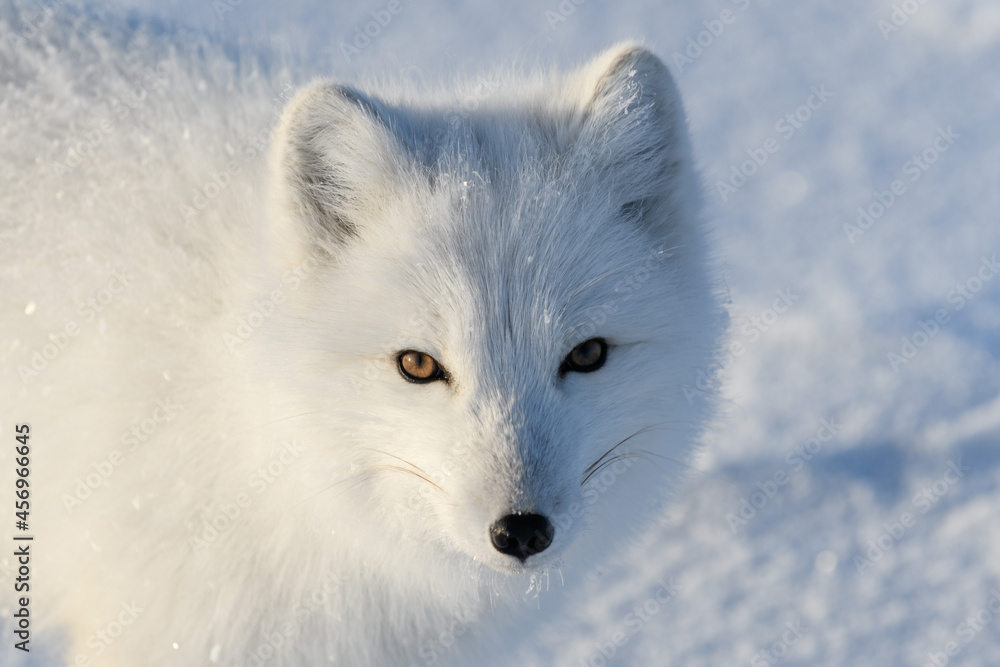 Wild arctic fox (Vulpes Lagopus) in tundra in winter time. White arctic fox close up. Wild arctic fox (Vulpes Lagopus) in tundra in winter time. White arctic fox close up.