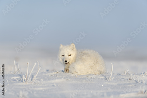 Wild arctic fox (Vulpes Lagopus) in tundra in winter time. White arctic fox lying. Sleeping in tundra.