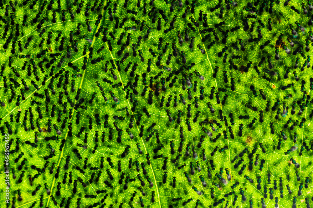 Chalcid wasps (Torymus sp.) and (Chrysocharis sp.) performing strange unidentified behavior Chalcid wasps (Torymus sp.) and (Chrysocharis sp.) performing strange unidentified behavior