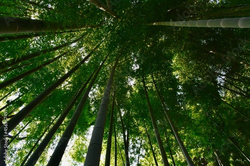 Looking upward inside a bamboo forest in Tokyo, Japan, in daylight.
