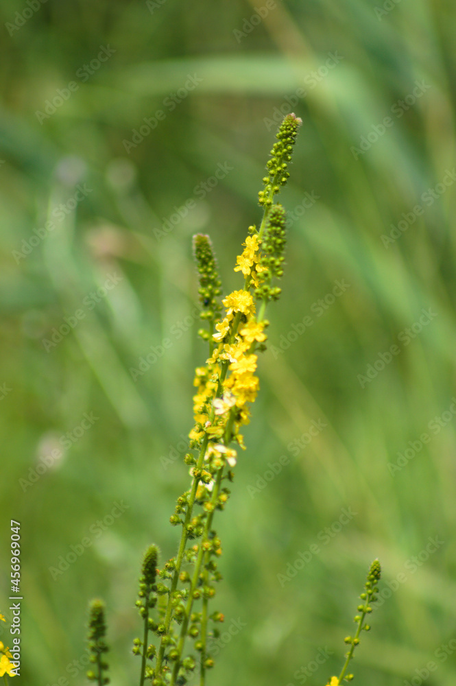 Common agrimony inflorescence closeup view with blurry green grass behind