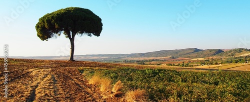 olive trees in field of deep brown earth crops, Andalusian crop fields with olive groves, Andalusia, Spain.
