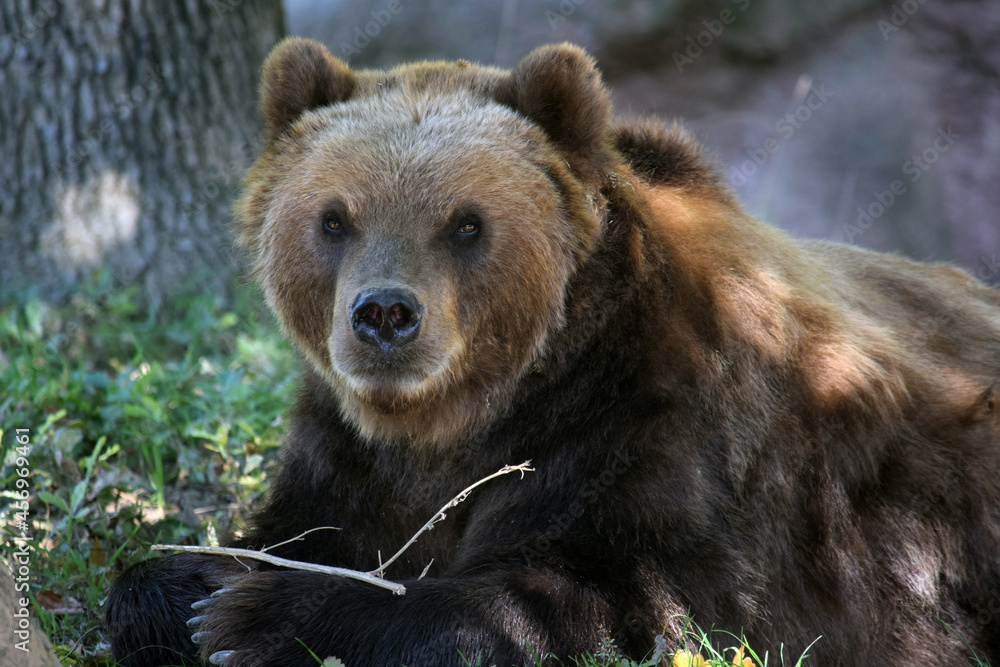 Kamchatka Brown Female Bear Lying Down in Nature Kamchatka Brown Female Bear Lying Down in Nature