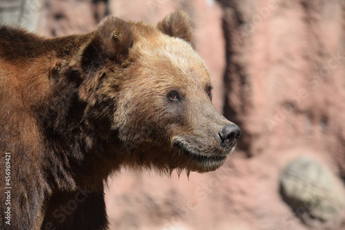 Kamchatka Brown Female Bear Side View Portrait