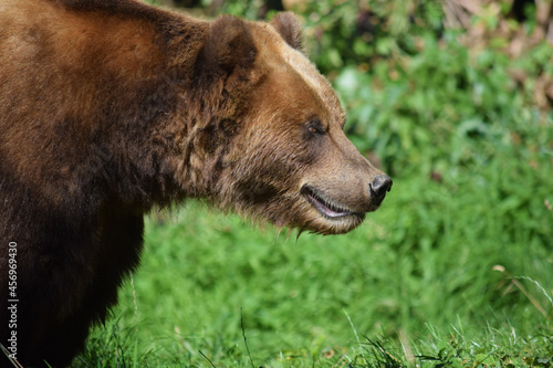 Kamchatka Brown Female Bear Focusing