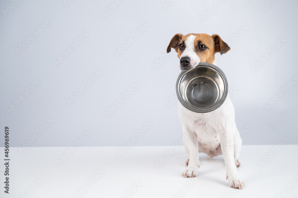 Hungry jack russell terrier holding an empty bowl on a white background. The dog asks for food. Hungry jack russell terrier holding an empty bowl on a white background. The dog asks for food.