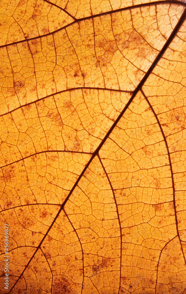 Obraz premium Autumn leaf texture close-up with veins