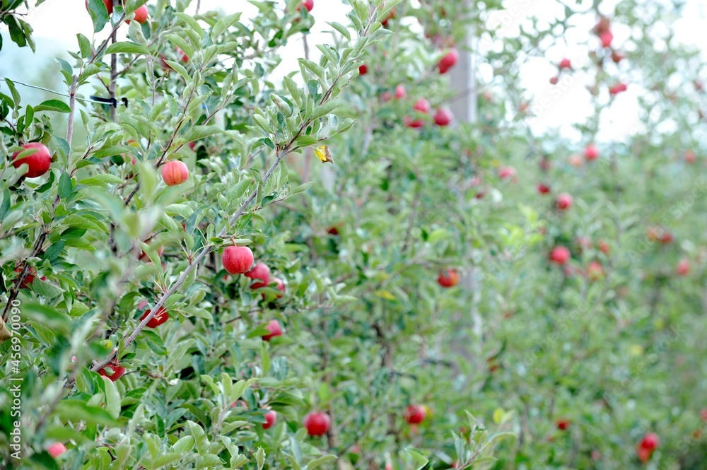 apples in orchard in the Fall ready for harvest