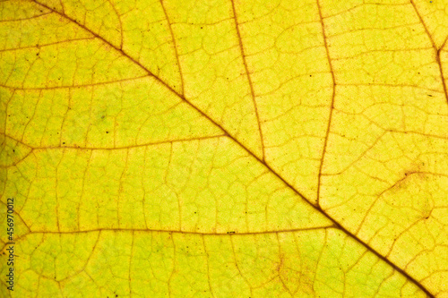 Autumn leaf texture close-up with veins