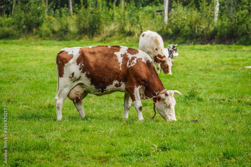 cows in a field