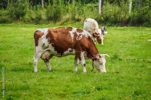 cows in a field © paulkarin