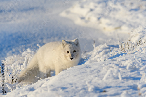  Wild arctic fox  Vulpes Lagopus  in tundra in winter time. White arctic fox.