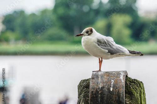 seagull on the pier