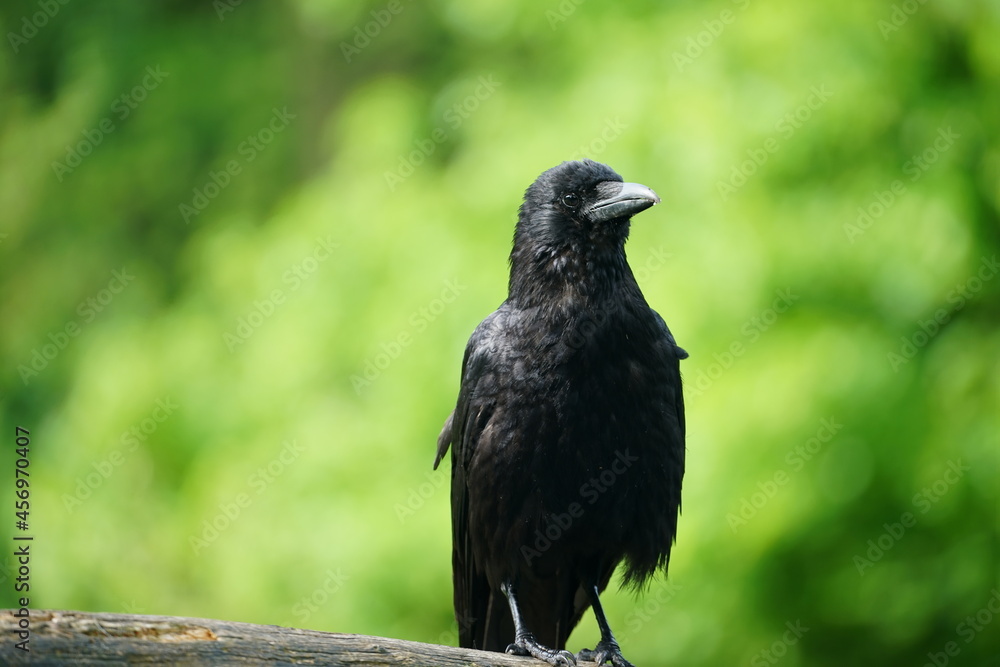 Fototapeta premium crow on a rock