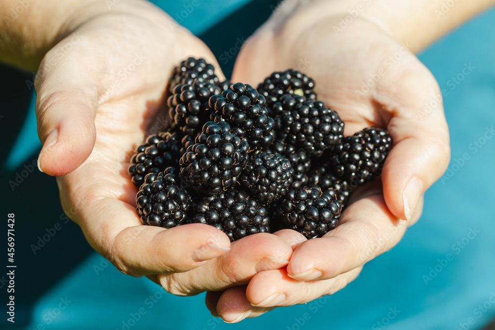 The joyful girl shows a handful of fresh blackberries which she has picked from the bush The joyful girl shows a handful of fresh blackberries which she has picked from the bush