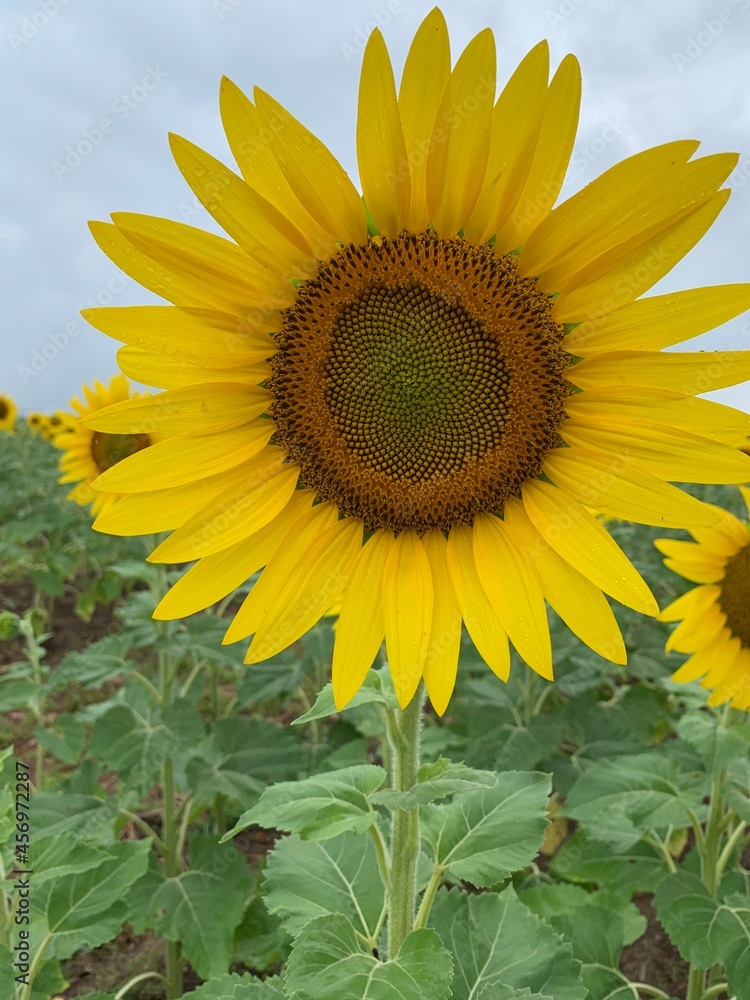 Fototapeta premium Burnside Sunflowers