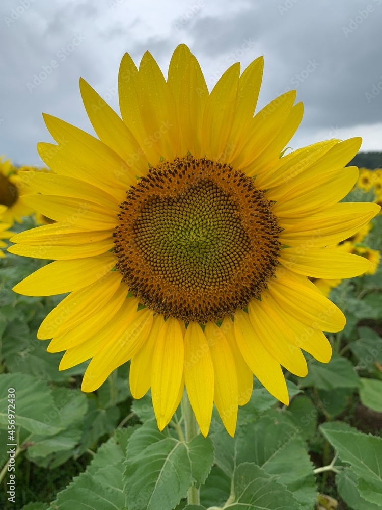 Naklejka premium Burnside Sunflowers