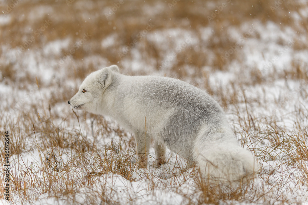 Arctic fox in winter time in Siberian tundra. Arctic fox in winter time in Siberian tundra.