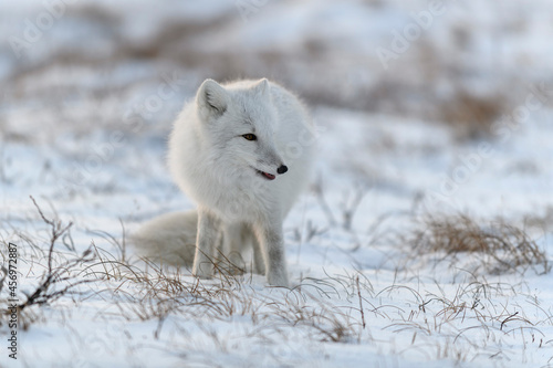 Wild arctic fox (Vulpes Lagopus) in tundra in winter time. White arctic fox. © Alexey Seafarer