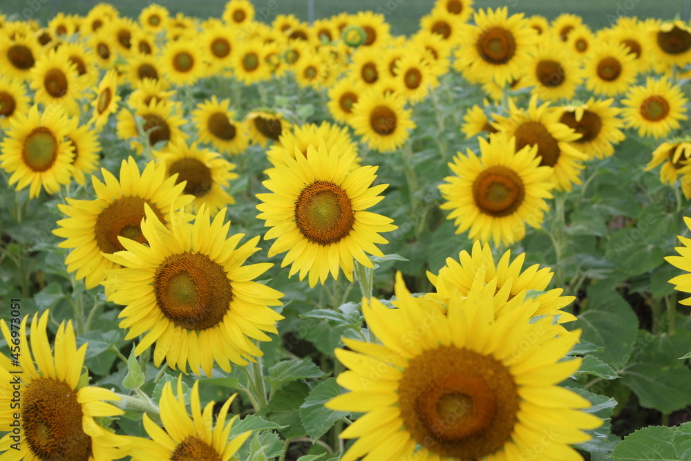 Burnside Sunflowers