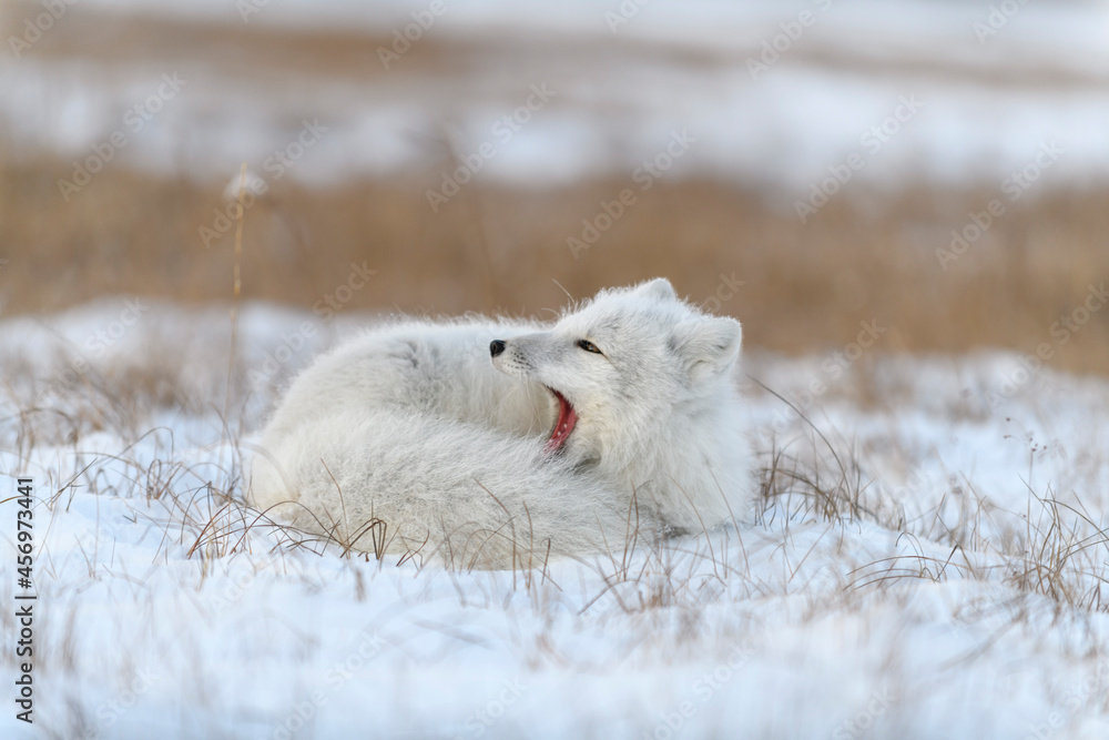 Wild arctic fox (Vulpes Lagopus) in tundra in winter time. White arctic fox yawning. Wild arctic fox (Vulpes Lagopus) in tundra in winter time. White arctic fox yawning.