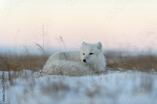 Wild arctic fox in tundra. Arctic fox lying. Sleeping in tundra. © Alexey Seafarer