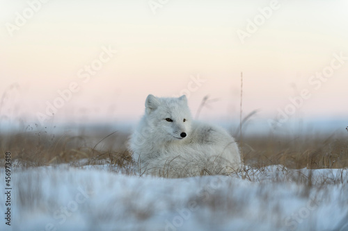 Wild arctic fox  Vulpes Lagopus  in tundra in winter time. White arctic fox lying.