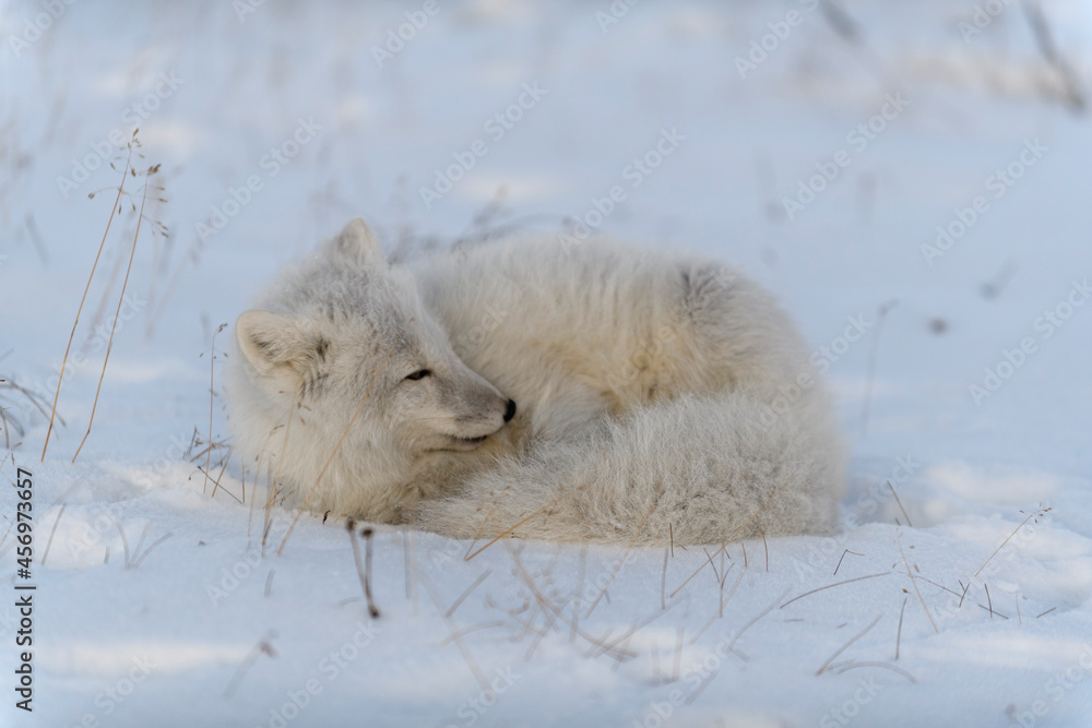 Wild arctic fox (Vulpes Lagopus) in tundra in winter time. White arctic fox with closed eyes. Wild arctic fox (Vulpes Lagopus) in tundra in winter time. White arctic fox with closed eyes.