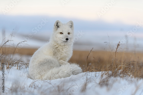 Arctic fox (Vulpes Lagopus) in wilde tundra. Arctic fox sitting.