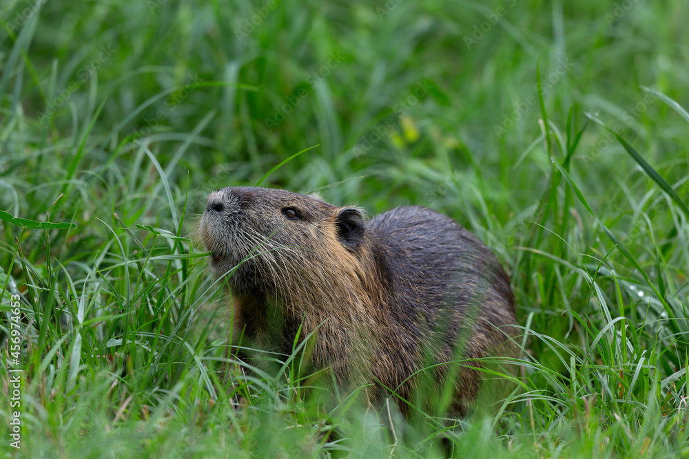 Nutria Coypu in close-up Myocastor coypus Nutria Coypu in close-up Myocastor coypus