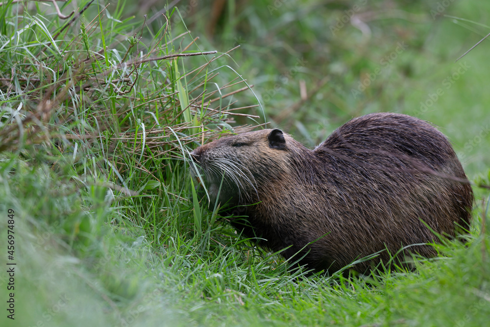 Nutria Coypu in close-up Myocastor coypus Nutria Coypu in close-up Myocastor coypus