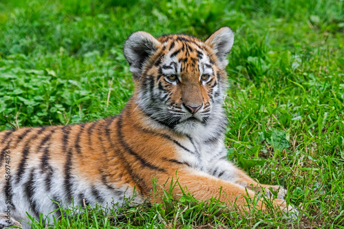 Siberian tiger  Panthera tigris altaica  cub  close-up portrait in zoo