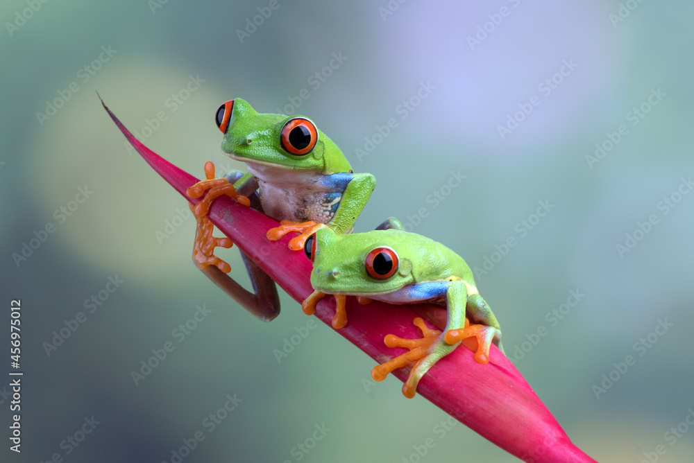 Obraz premium A pair of a red-eyed tree frogs perched at red flowers 
