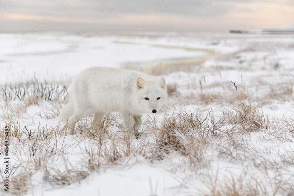 Wild arctic fox (Vulpes Lagopus) in tundra in winter time. Wild arctic fox (Vulpes Lagopus) in tundra in winter time.