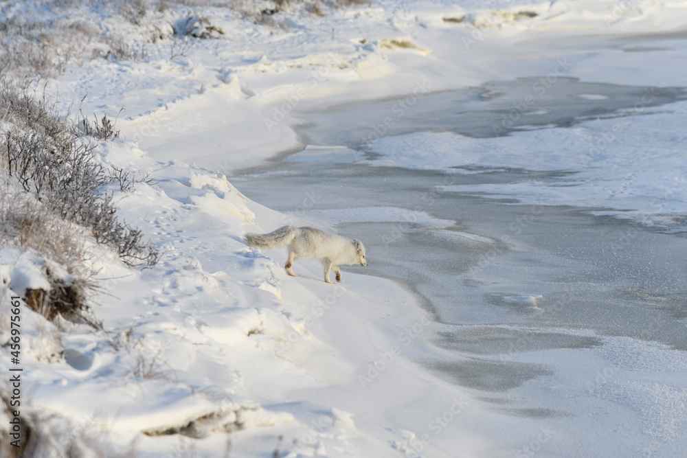 Wild arctic fox (Vulpes Lagopus) in tundra in winter time. Wild arctic fox (Vulpes Lagopus) in tundra in winter time.