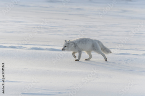  Wild arctic fox  Vulpes Lagopus  in tundra in winter time.