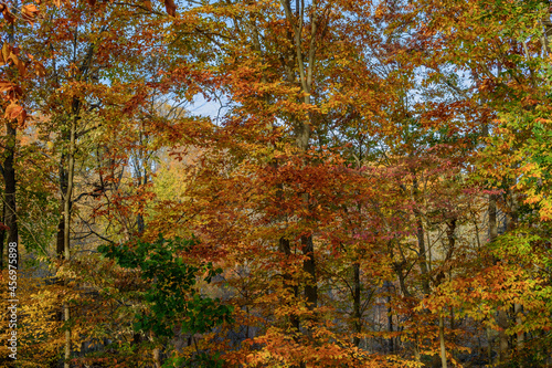 Autumn Beech trees in full autumn colors