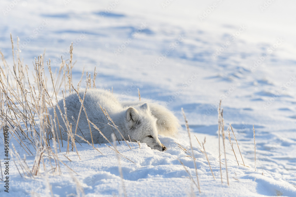 Arctic fox (Vulpes Lagopus) in wilde tundra. Arctic fox lying. Sleeping in tundra. Arctic fox (Vulpes Lagopus) in wilde tundra. Arctic fox lying. Sleeping in tundra.