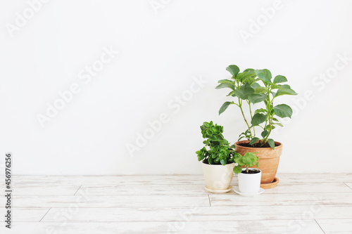 houseplants in pots on white wooden floor on background white wall