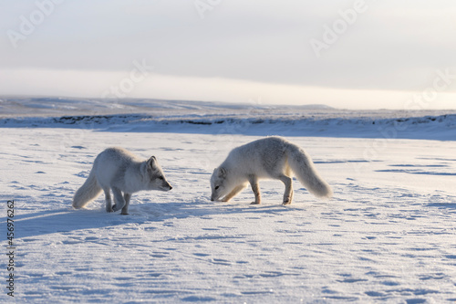 Two young arctic foxes  Vulpes Lagopus  in wilde tundra. Arctic fox playing.