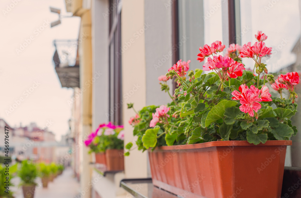 Balcony flowers,blossom of pink geranium  in town