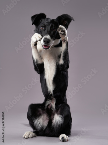 the dog waving paws . Happy Border Collie on a grey background in studio. Happy pet