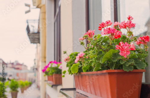 Balcony flowers,blossom of pink geranium in town